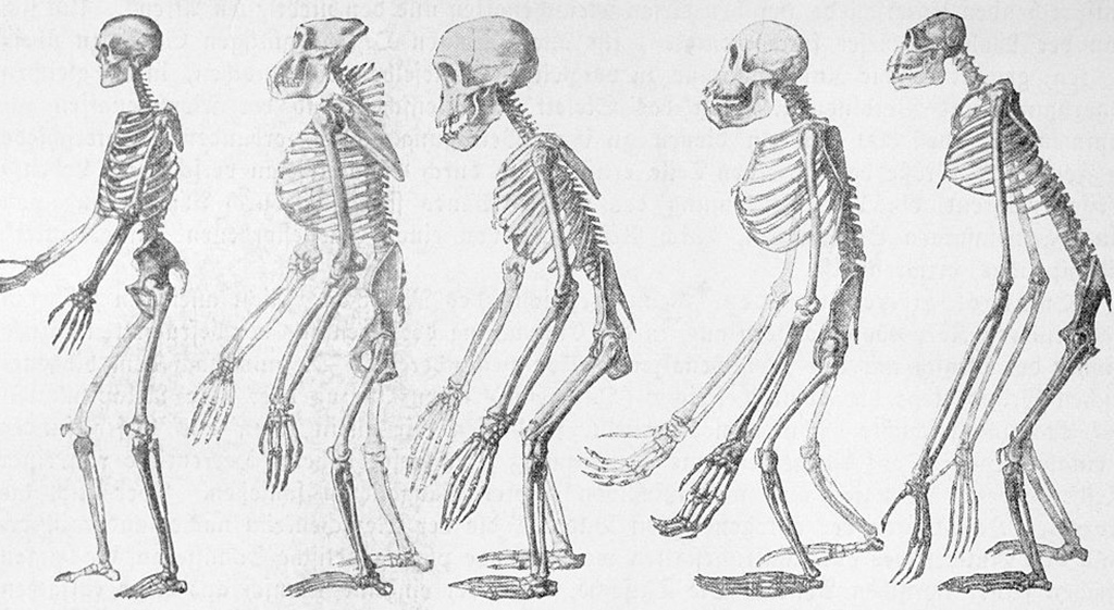 Still evolving -515467354 Evolution chart