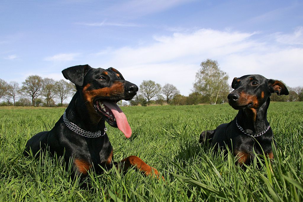 Dobermans Tend To Bond With One Person