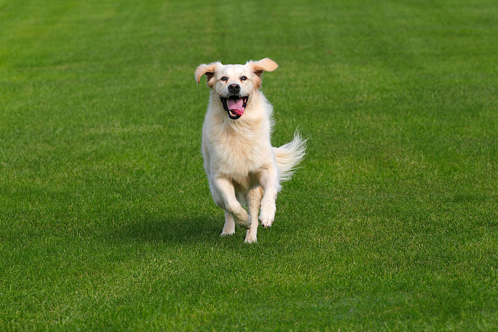 Make Sure You Run Your Golden Retriever If You Want Peace!