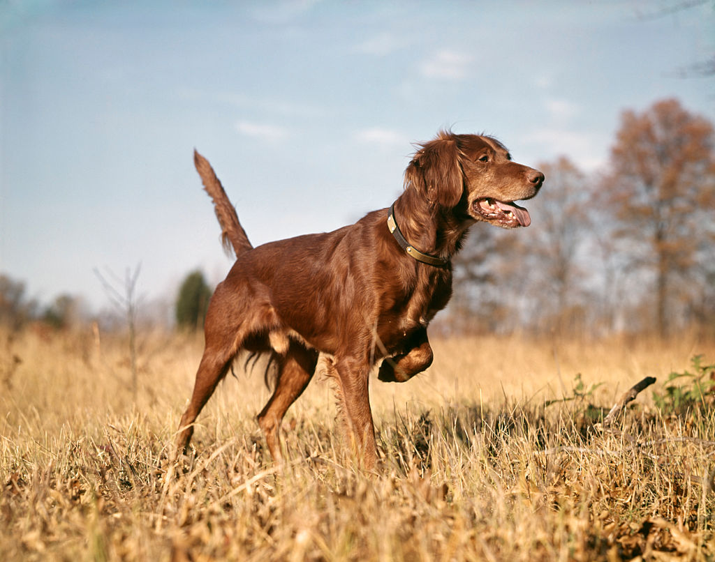 Irish Setters Are All Play And No Bark