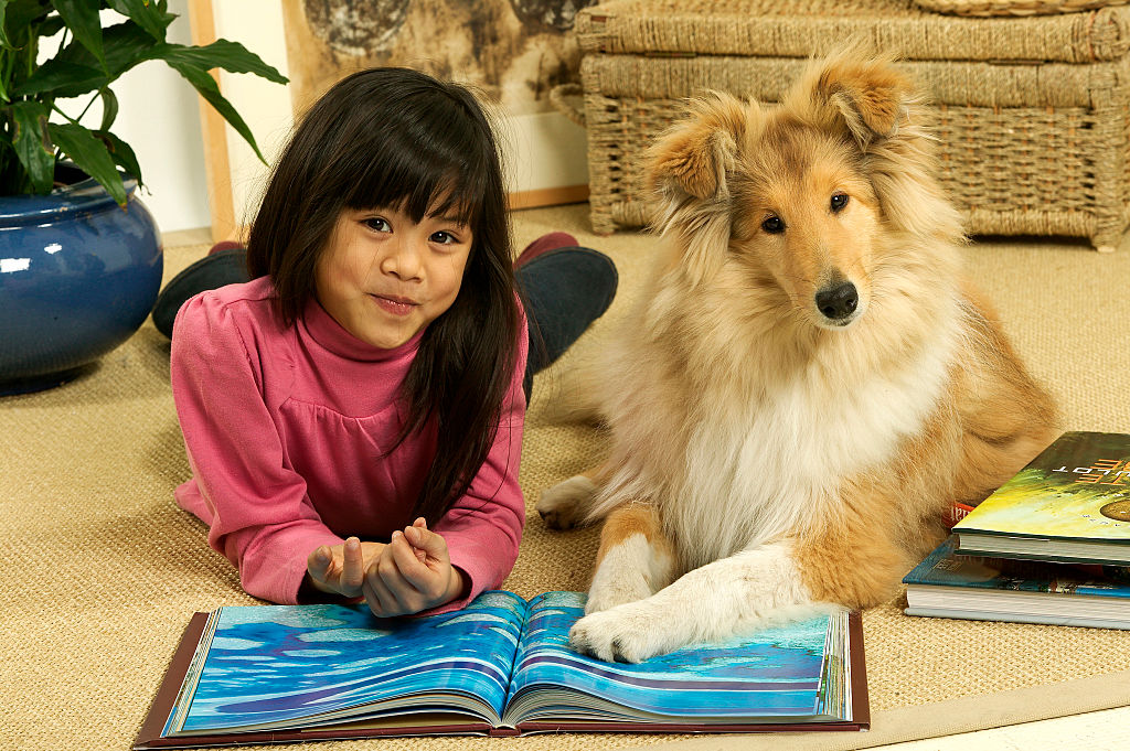 Collies Make For The Perfect Roomie