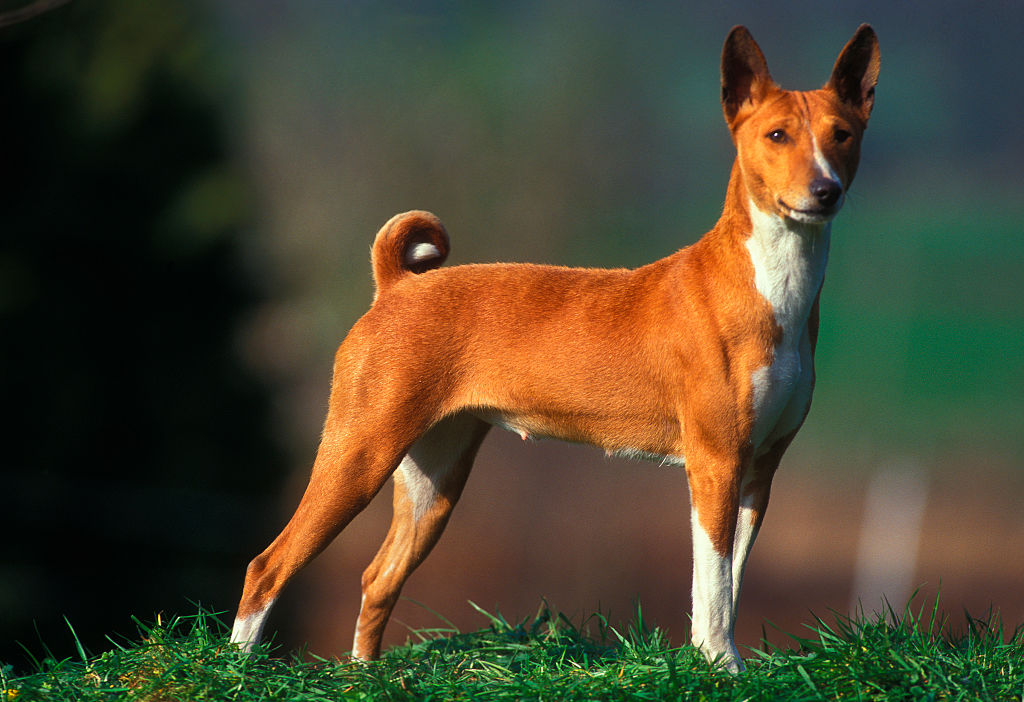 Basenjis Literally Don't Know How To Bark
