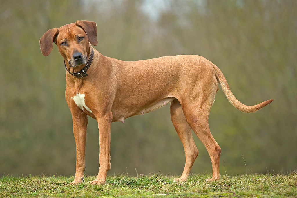 Rhodesian Ridgebacks Make Moves Before Talking