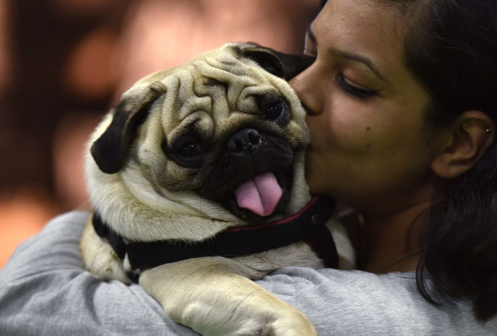 Pugs Just Want To Be Pet And Cuddled 