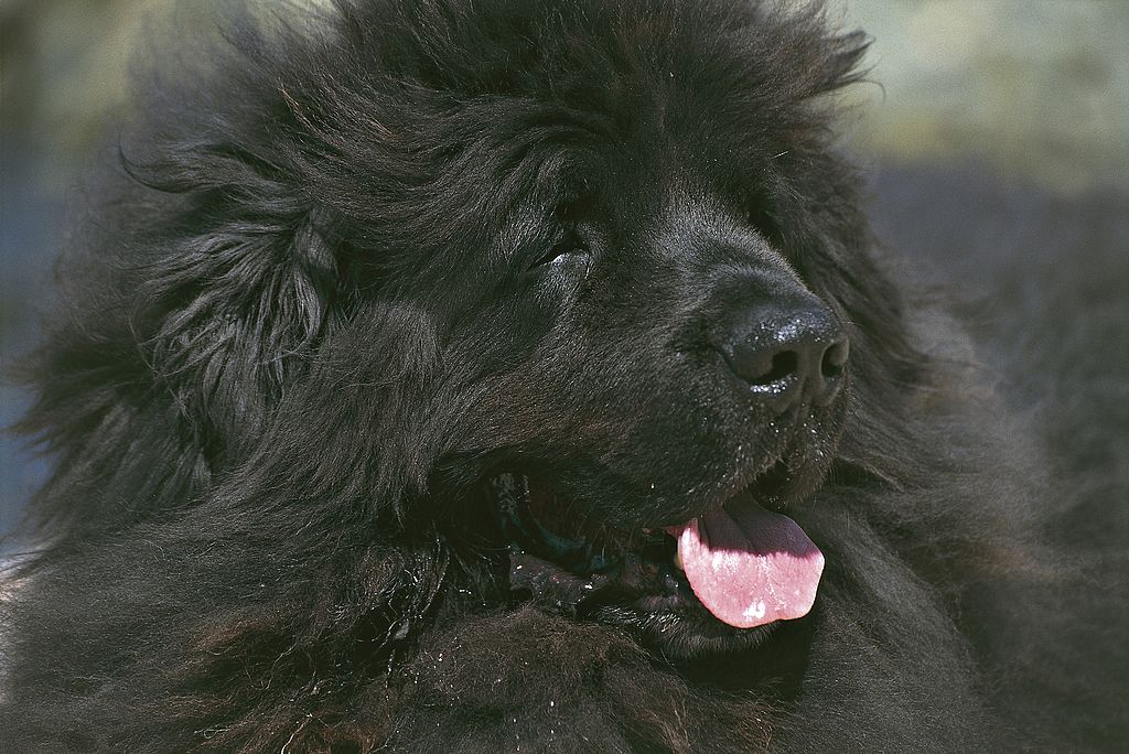 Newfoundland Dogs Are Big Teddy Bears 
