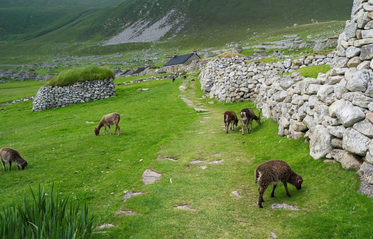 Soay sheep, now feral, graze by an abandoned home on the St. Kilda archipelago.