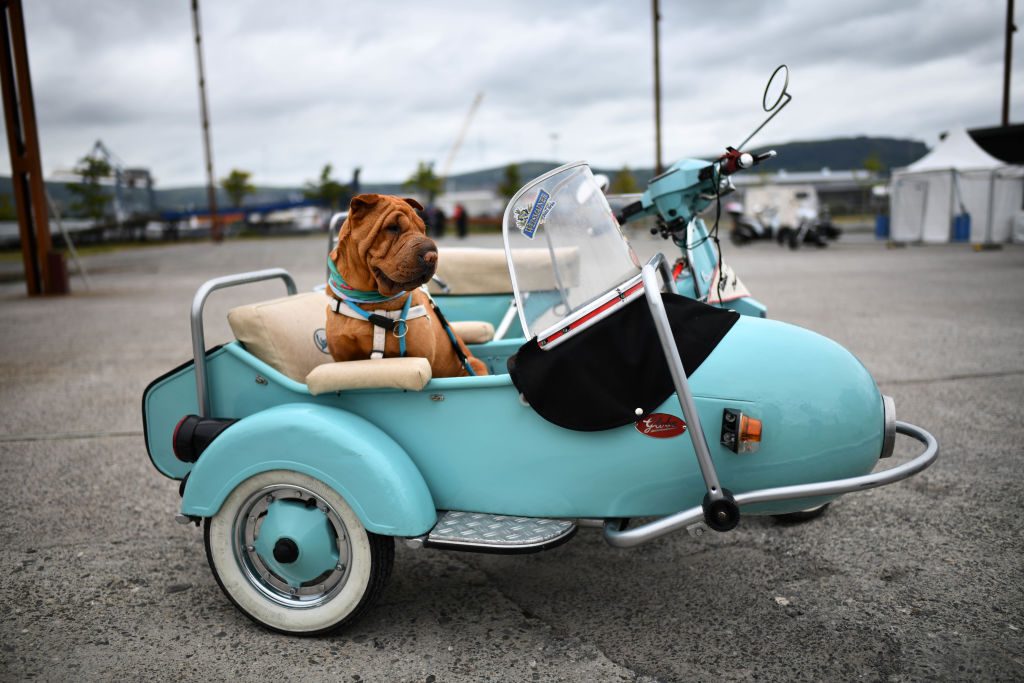 Chinese Shar-Peis Are Silent Watch Dogs