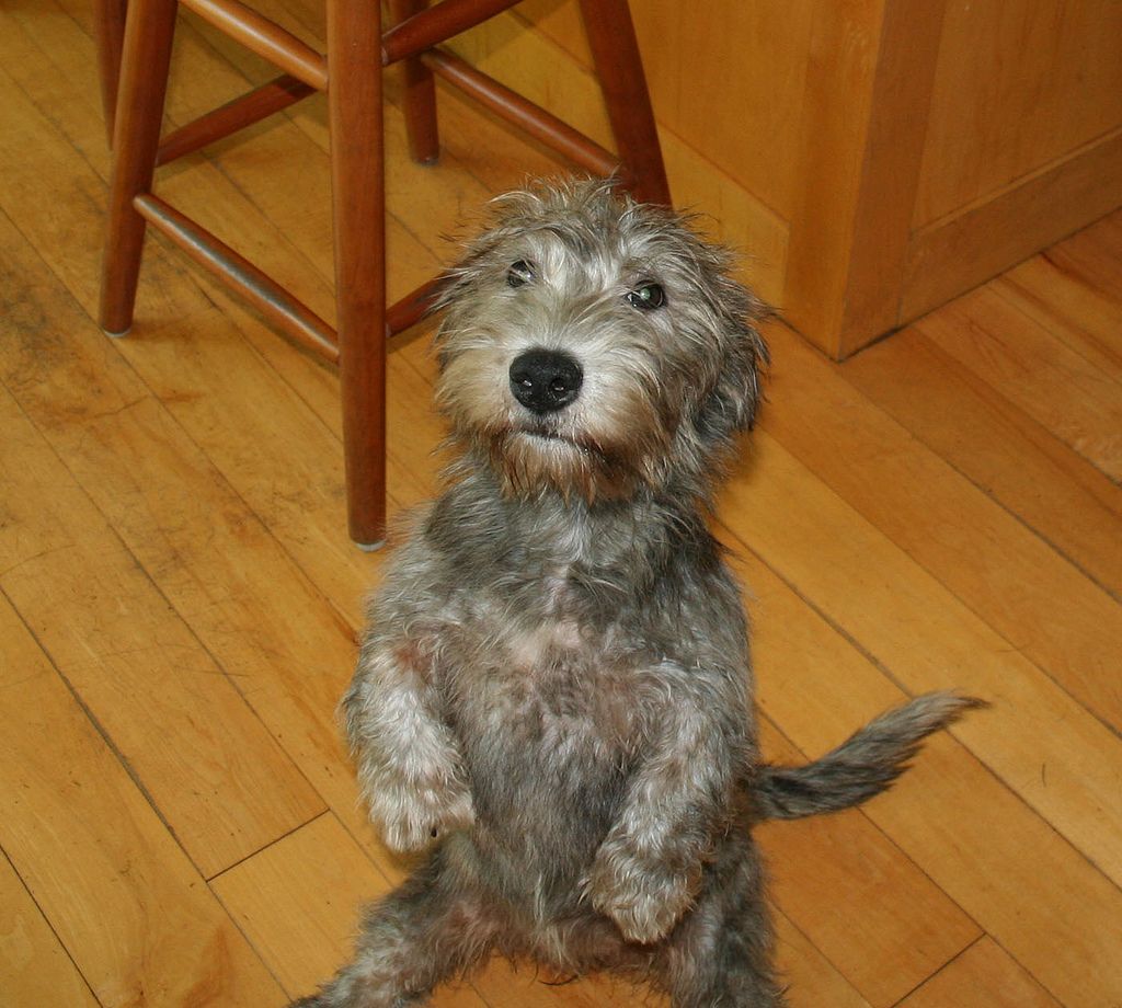Glen of Imaal Terriers Would Rather Sit Like A Human Than Bark Like A Dog