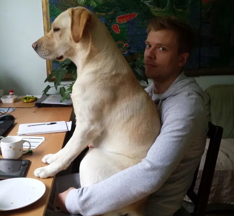 Labradors Are Just Big Quiet Babies