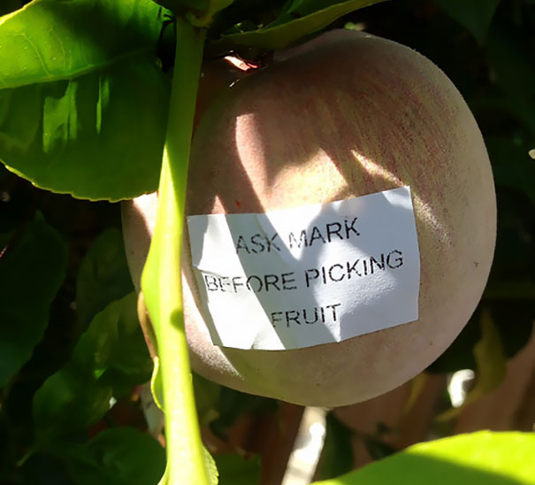 A piece of fruit reads 