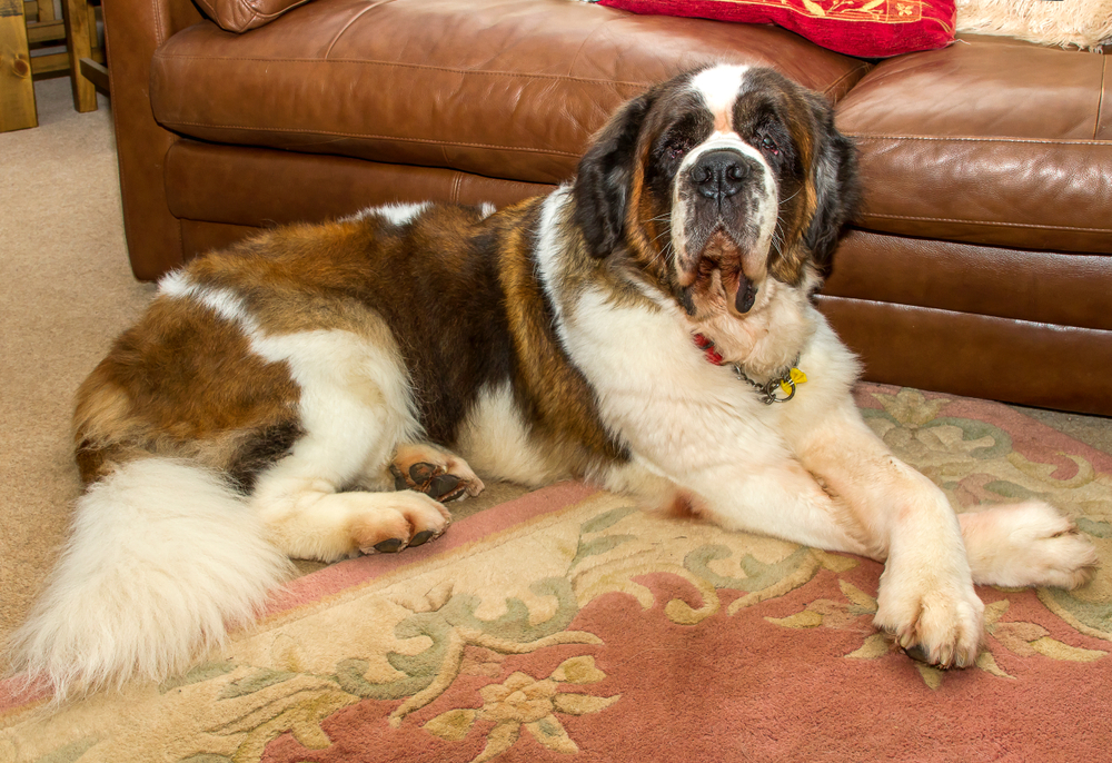 Saint Bernards Are Loyal To Their Bone (Pun Intended)