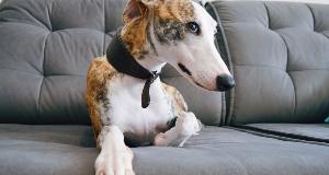 These Quiet Dog Breeds Make For The Best Roomies