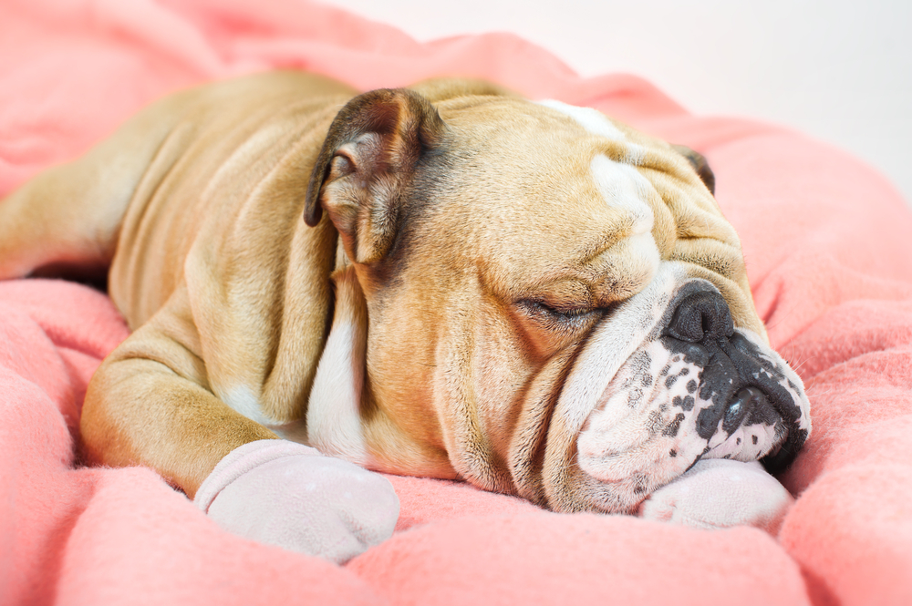 English Bulldogs Are Notoriously Lazy 