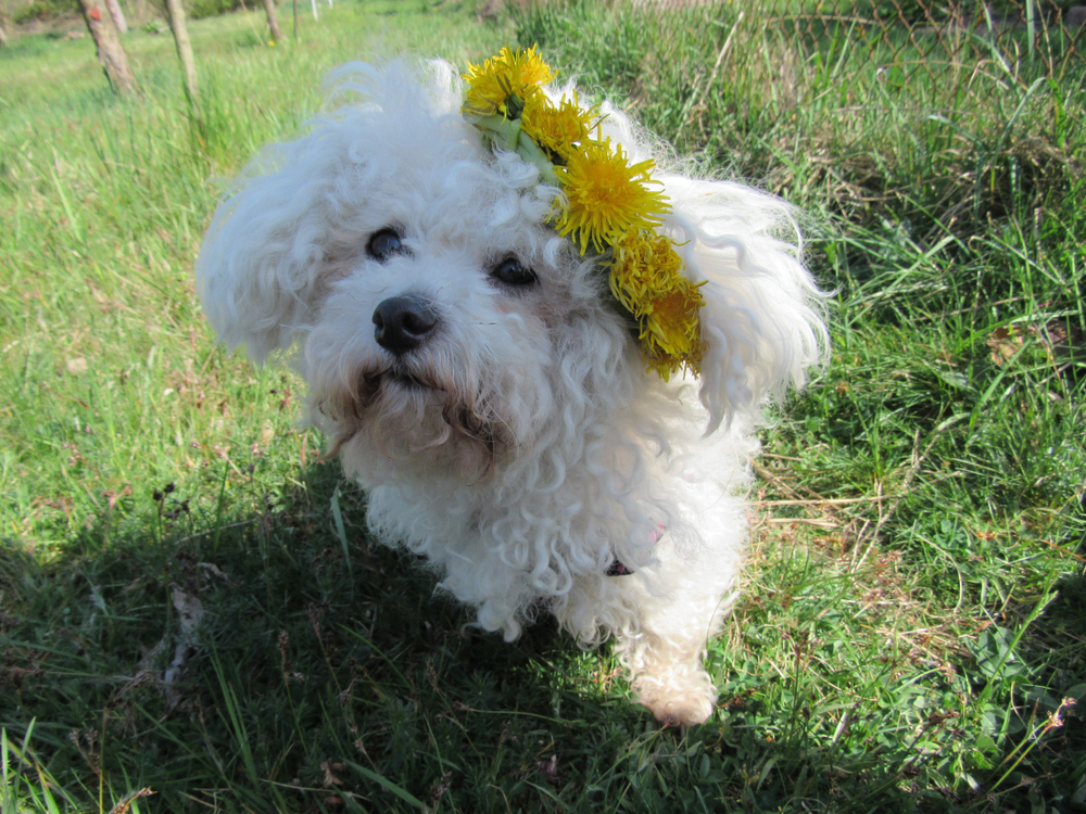A Bolognese Is Great For Anyone With Limited Space