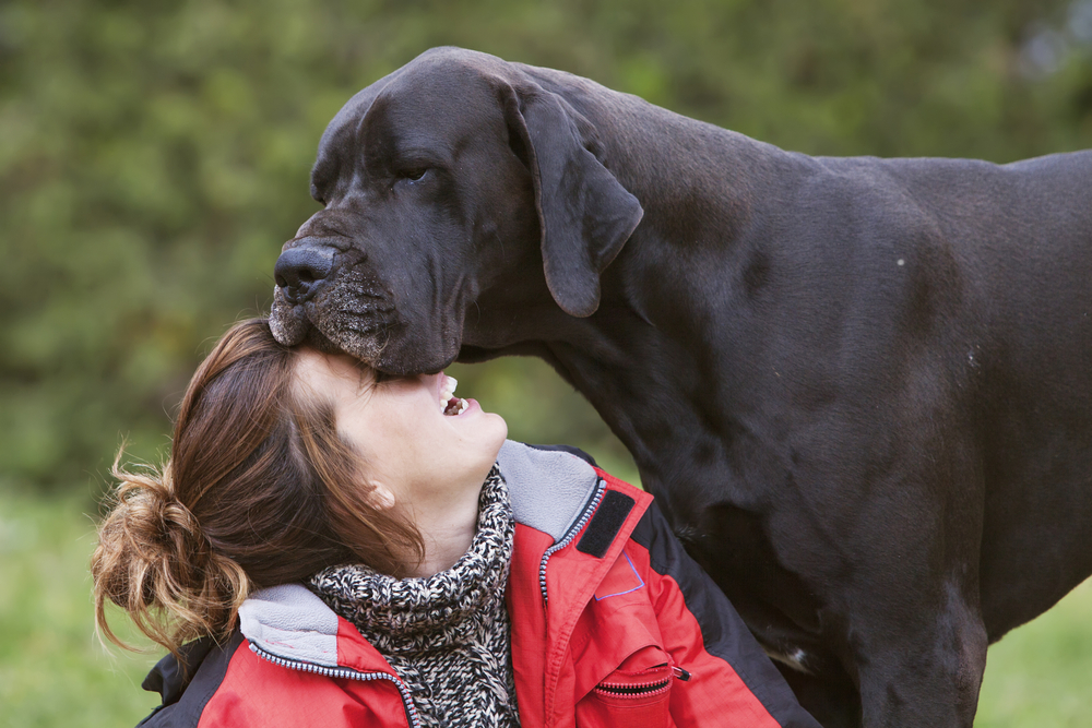 Great Danes Are Gentle, Silent Giants
