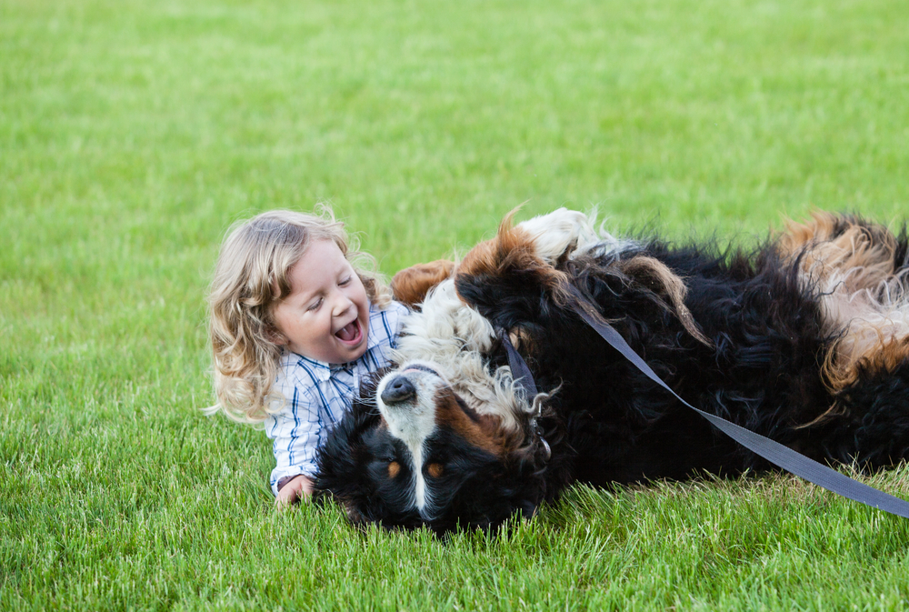 Bernese Mountain Dogs Love Everything