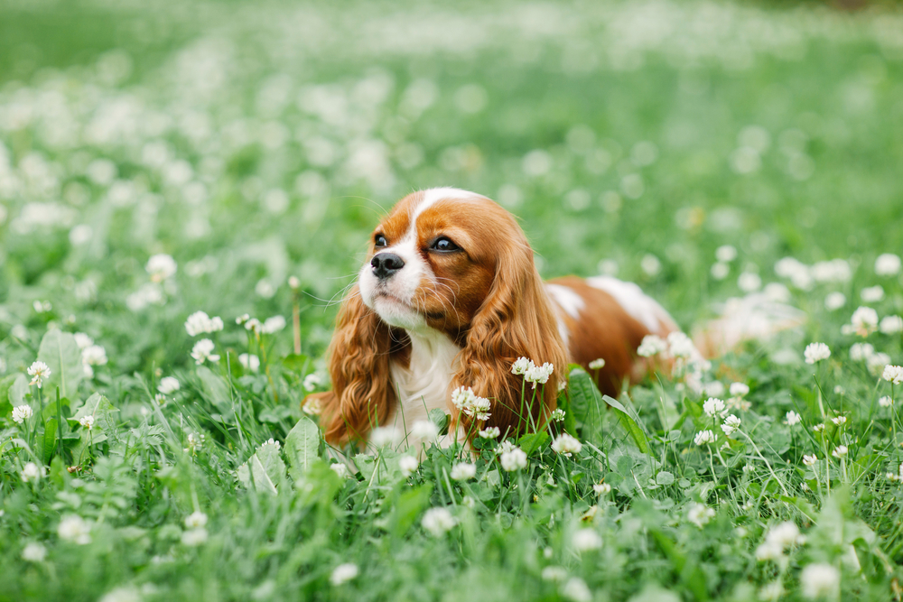 Cavalier King Charles Spaniels Love Curing Up On The Couch