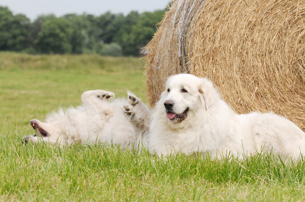 The Great Pyrenees Are More Watchful Than Vocal