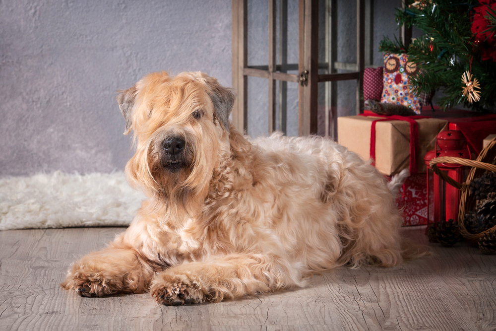 Soft-Coated Wheaten Terriers Will Give You A Wheaten Geetin'