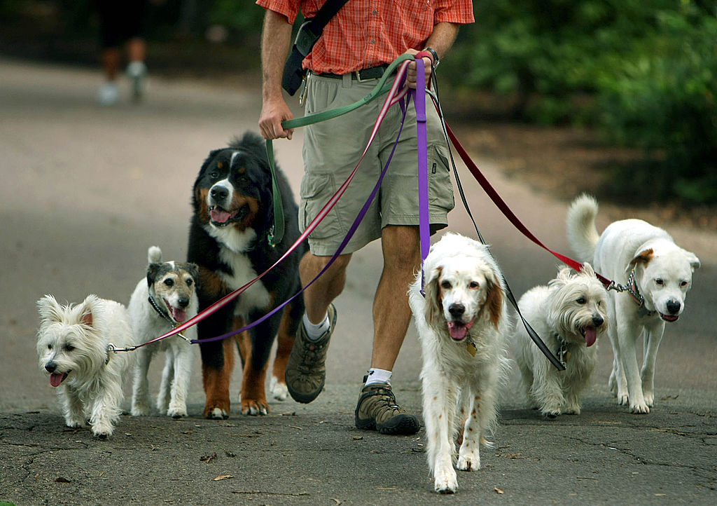 Your Dog Leash Best Be The Correct Length Your Dog Leash Best Be The Correct Length