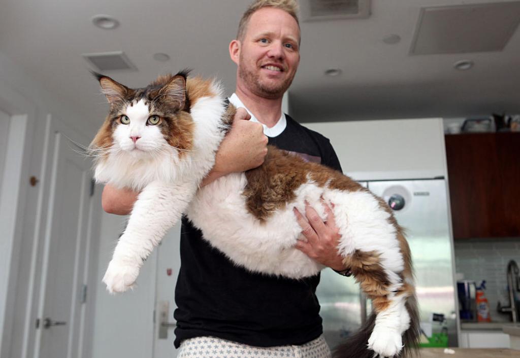 giant-cat A man holds a giant cat in his arms.