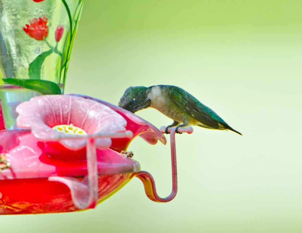No Hummingbird Feeders No Hummingbird Feeders