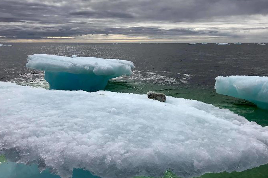 iceberg-animal-resceu-73745
