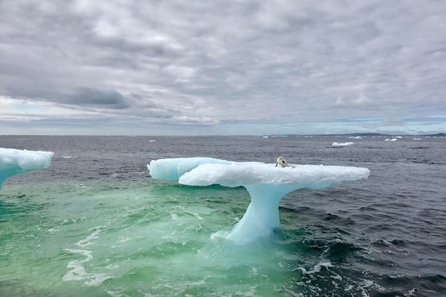 mystery-creatire-found-on-top-of-iceberg-49193