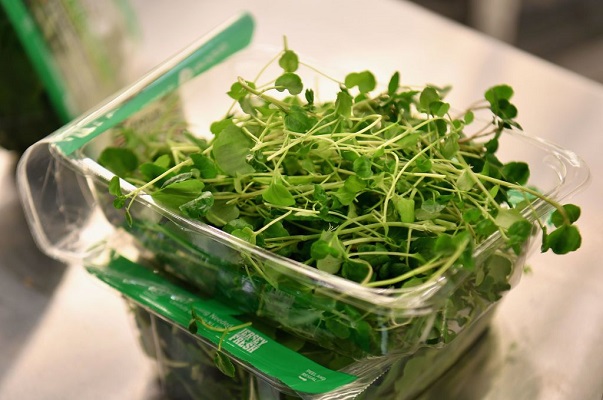 23 Alimentos Saludables 6 23 Alimentos Saludables 6