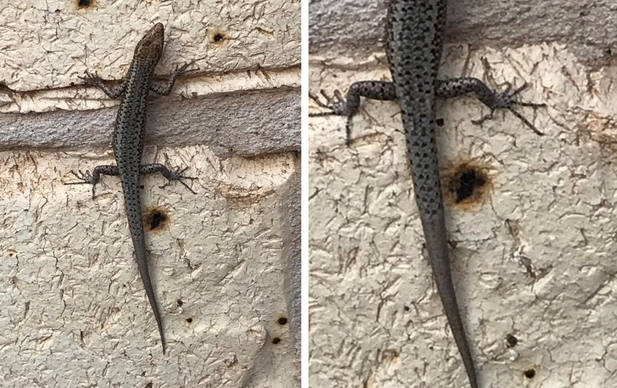 different tail lizard
