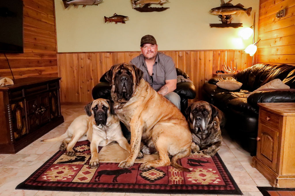 english-mastiff