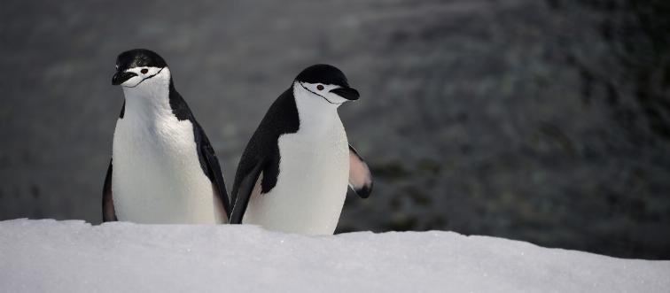 Two Barbijo penguins stand in the snow.