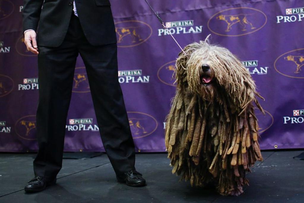 Bergamasco-Sheepdog A Bergamasco Sheepdog stands next to its owner at a dog show.