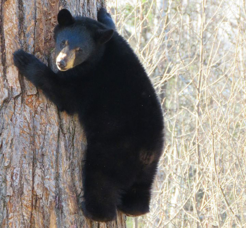 bear-climbing-tree