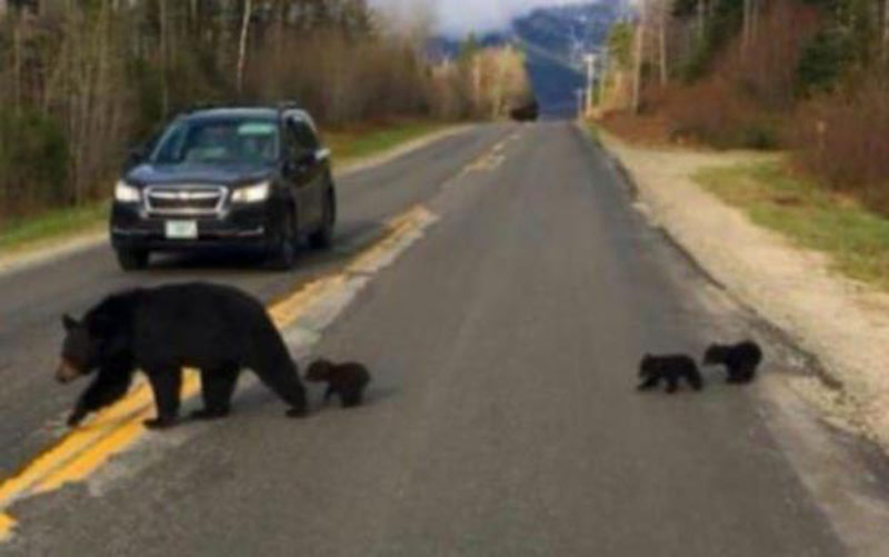 bears-crossing-the-road