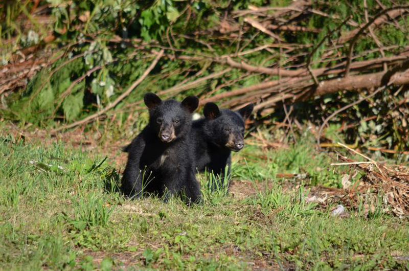black-bear-cubs