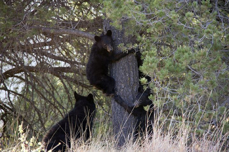 black-bears-climbing-a-tree