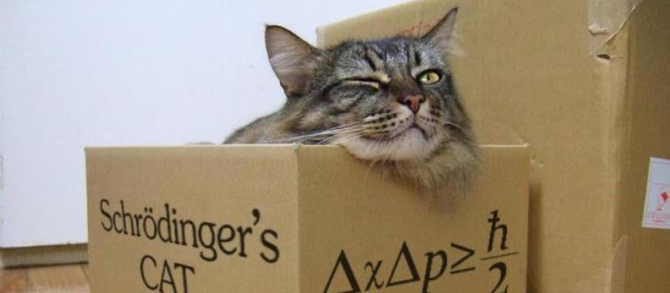 A cat sits in a box that says