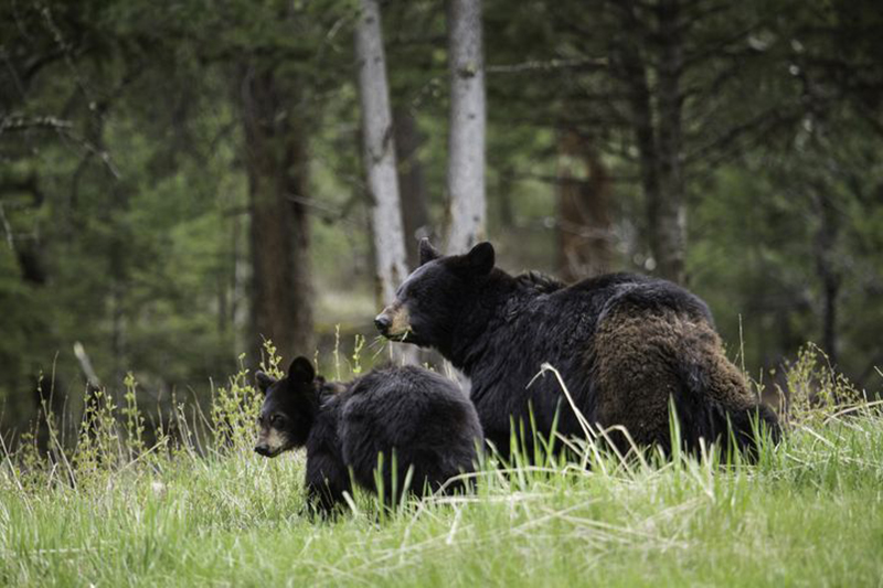 mother-bear-with-large-cub