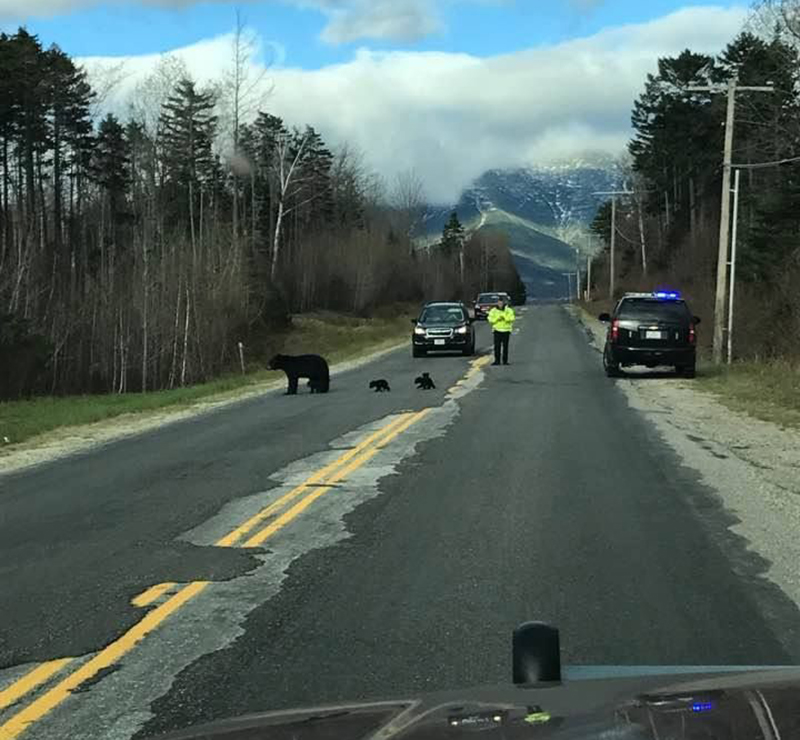 police-watching-bears-cross-the-road