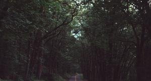 A State Trooper Put His Own Life At Risk To Rescue A Family Of Bears From A Dangerous Road
