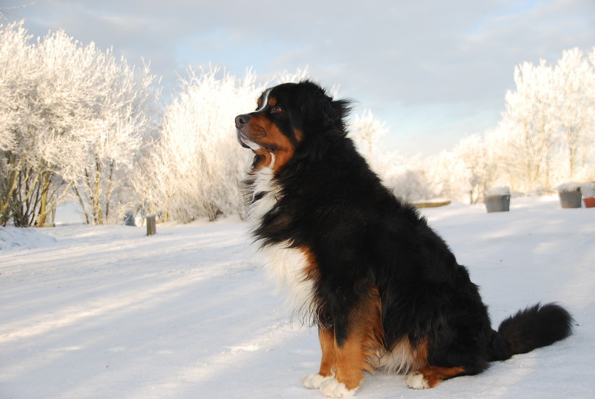 bernese-mountain-dog