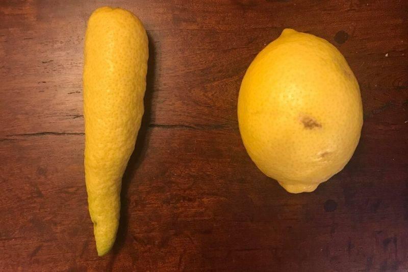 a lemon that grew really long 