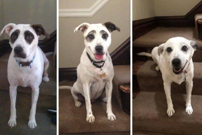 a dog's spots fade with age 
