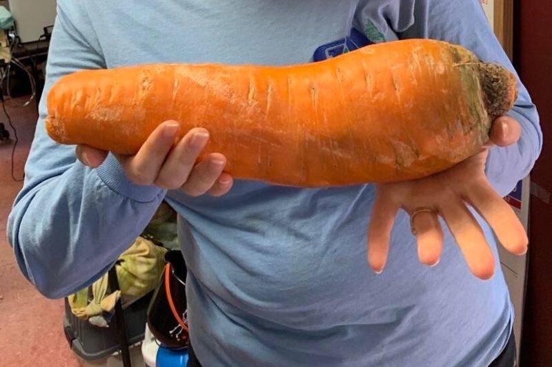 someone grew a huge carrot 
