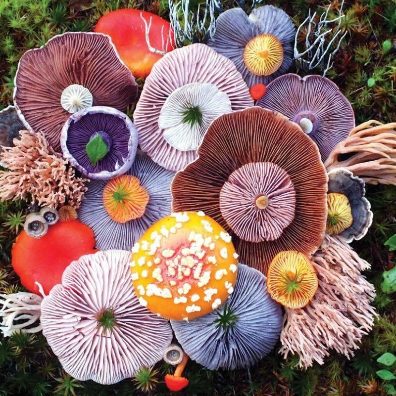 a group of beautifully colored mushrooms 