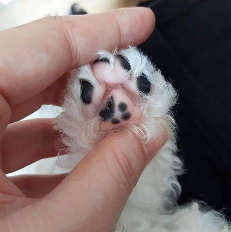 a little dog paw with a paw on it 