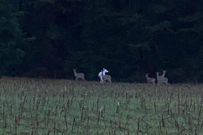 an albino deer 