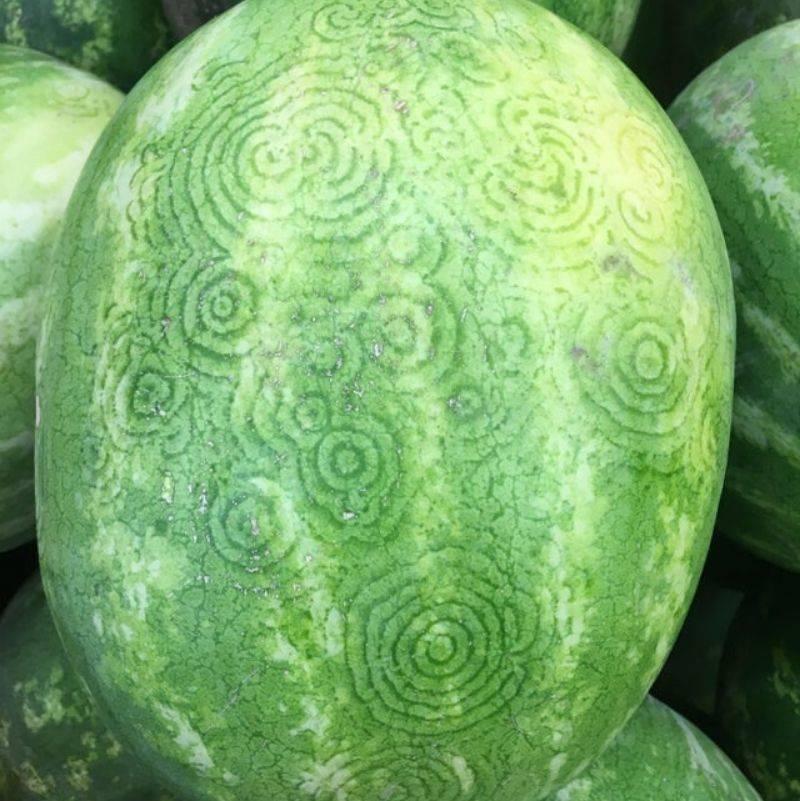 a watermelon looks like it has crop circles on it 