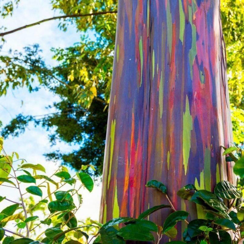 a Rainbow Eucalyptus tree 
